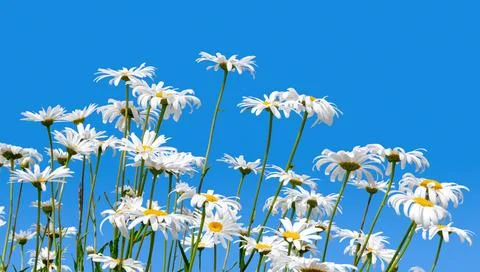 Daisies on a blue background. Stock Photos