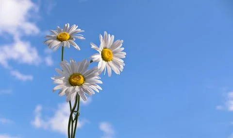 Daisies on a blue sky background Stock Photos