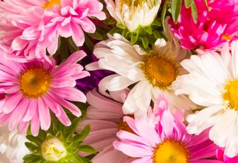Daisies bunch Stock Photos