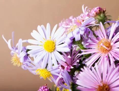 Daisies in a bunch Stock Photos