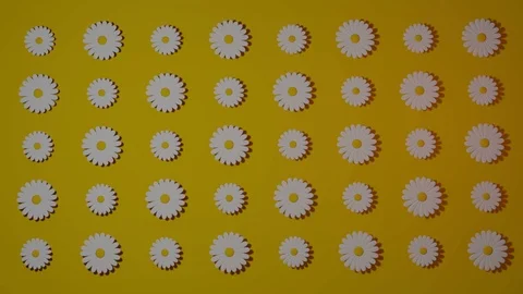 Daisies Cartoon Background Stock Footage 112644284