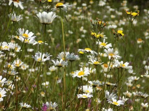 Daisies (Chamomile) and green grass in the field Stock Photos