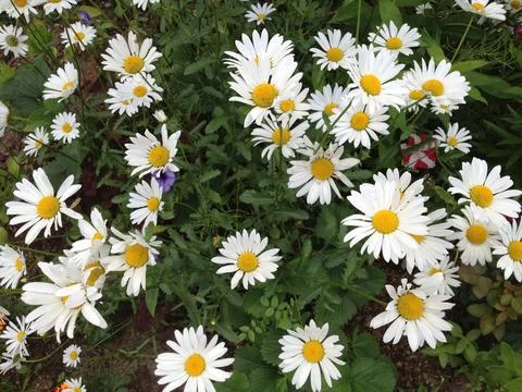 Daisies in the city Stock Photos