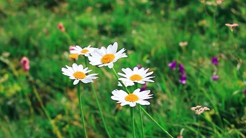Daisies in a clearing moving in the wind Video stock 162323248