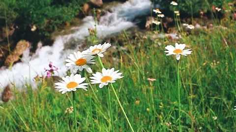 Daisies in a clearing moving in the wind Stock Footage 162323258