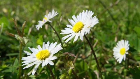 Daisies close-up, flowers on green background in windy weather Stock Footage 307519333