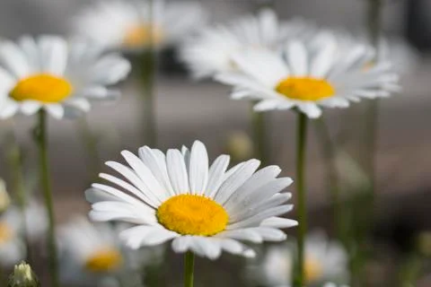 Daisies close-up Stock Photos