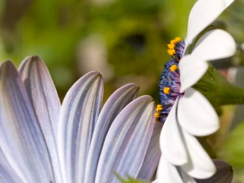 Daisies close up Stock Photos