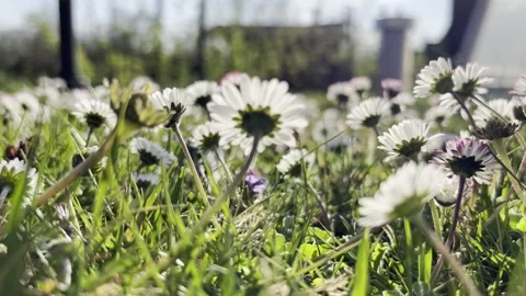 Daisies close up on a sunny day Stock Footage 219622593