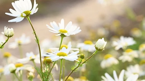 Daisies close-up sway in wind Video stock 119370571