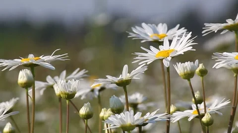 Daisies closeup blown by the wind on a sunny morning. Stock Footage 40244164