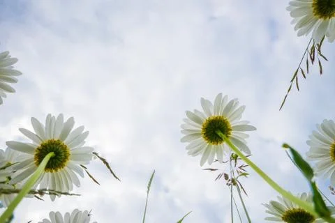 Daisies on a cloudy day. bottom view Stock Photos