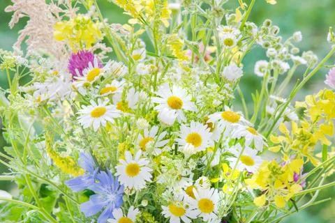 Daisies covered dew drops Stock Photos