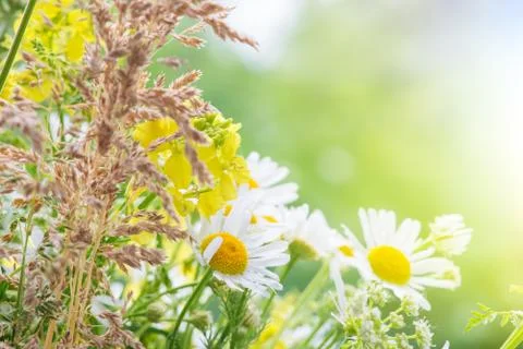 Daisies covered dew drops Stock Photos