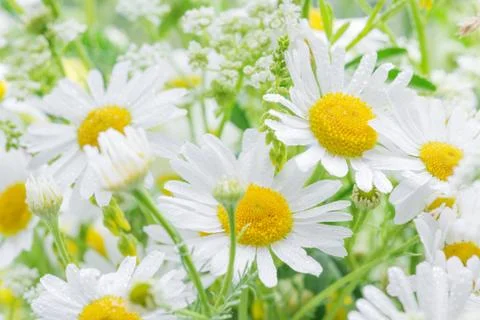 Daisies covered dew drops Stock Photos