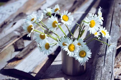 Daisies at the cup Fotos de archivo