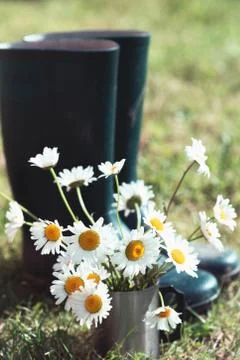 Daisies in a cup Foto stock