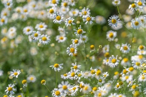 Daisies dance under the sun in a vibrant meadow filled with life and color .. Stock Photos