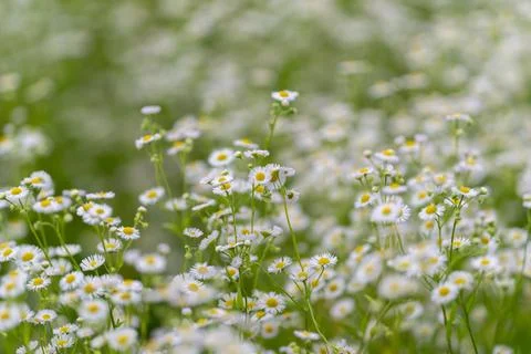 Daisies dancing in sunlight bring cheer to a lush green meadow on a warm sp.. Stock Photos