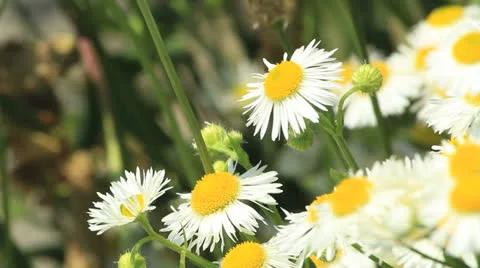 Daisies dancing in the wind 스톡 동영상 24821198