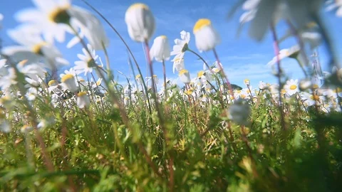 Daisies dangling in the wind Stock Footage 103476933