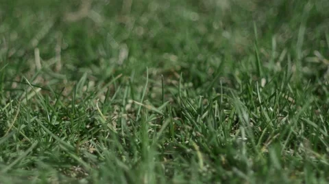 Daisies dolly shot Stock Footage 48222100
