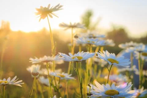 Daisies during sunset Stock Photos