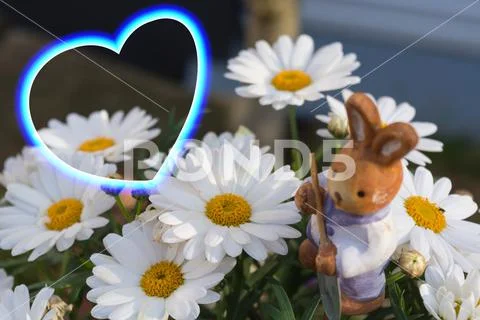 Daisies for Easter Stock Photos