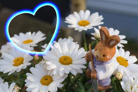 Daisies for Easter Stock Photos