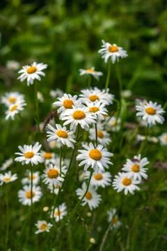 Daisies At the Edge of a Forest Stock Photos