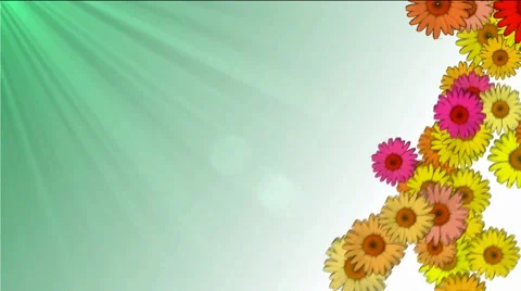 Daisies falling on a green-white background Stock Footage 56189376