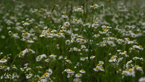 Daisies in fast motion sway in the wind Stock Footage 132789098