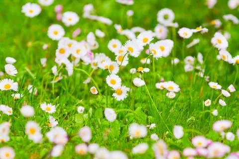 Daisies in a field in bloom Stock Photos