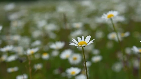 Daisies field close-up blurred background Video stock 157810669