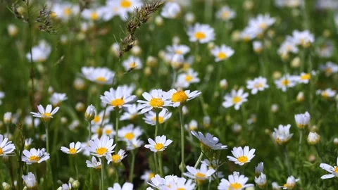 Daisies in a field close up Stock Footage 191134147