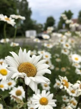Daisies in a field from close range on a summer day Stock Photos