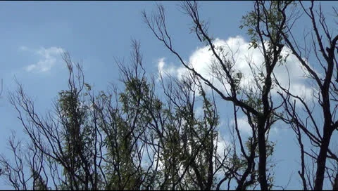 Daisies in the field 스톡 동영상 24825395