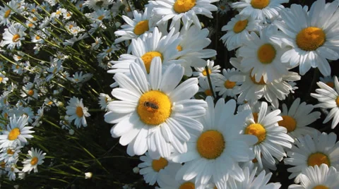 Daisies in a field Stock Footage 39829037