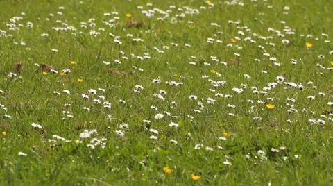 Daisies in a field Video stock 51361860