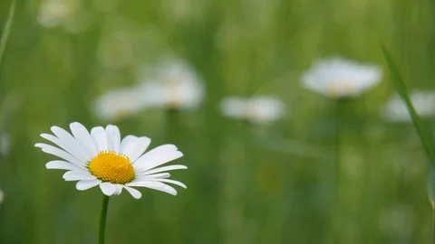 Daisies in the field. Stock Footage