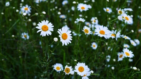 Daisies in the Field Stock Footage