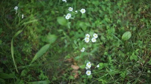 Daisies in a field Stock-Footage 84297036