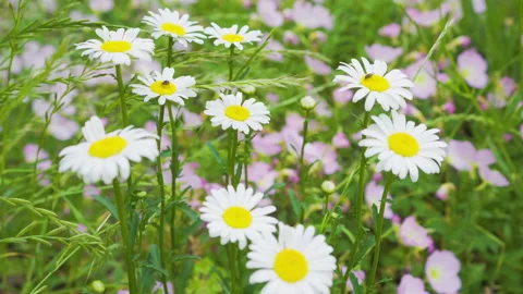 Daisies in Field Stock Footage 238658109
