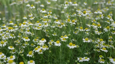 Daisies in the field Stock Footage 276830749