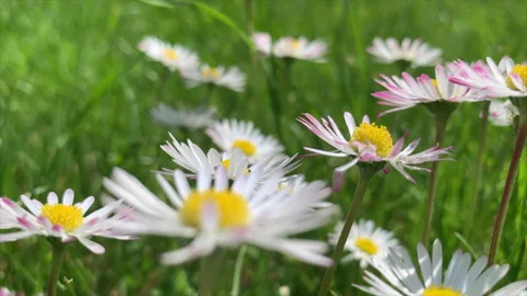 Daisies in a field of grass. Stock-Footage 241933581