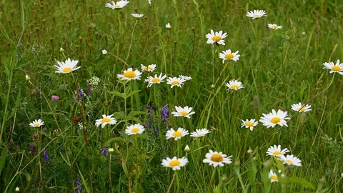 Daisies in the field, the image of summer Stock Footage 117591425