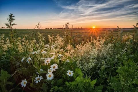 Daisies in the field. Meadow for a picnic at sunset. Stock Photos