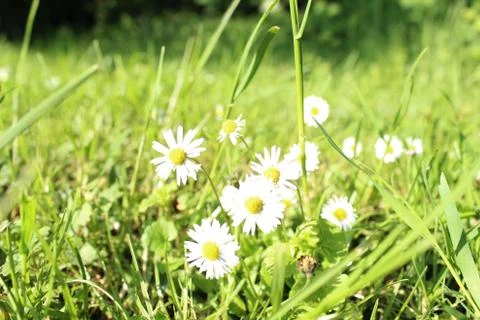 Daisies in the field Stock Photos