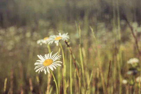 Daisies in Field Stock Photos