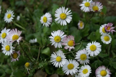 Daisies in a field Stock Photos